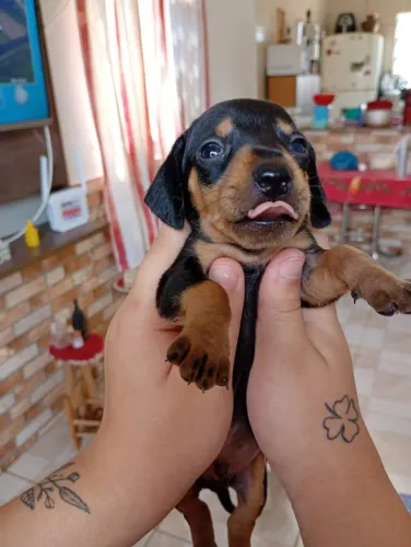 Bebês de dachshund Basset salsicha tekel anão disponível 