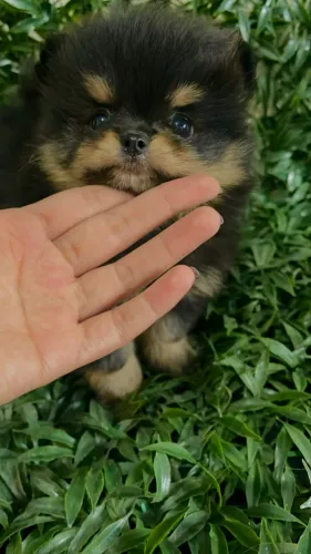 Spitz Alemão Lulu da Pomerania 