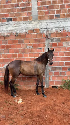 Potra Mangalarga marchador