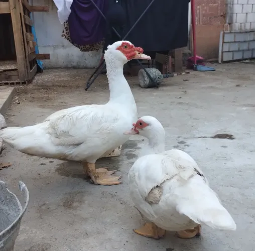 Casal de Patos 
