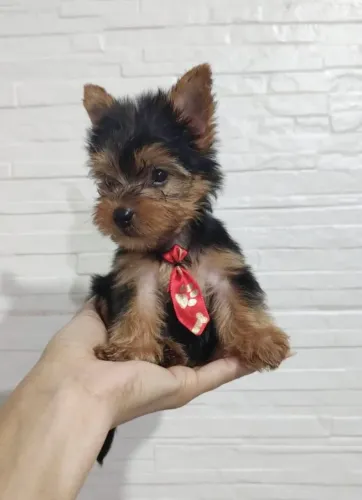 Yorkshire terrier macho micro.