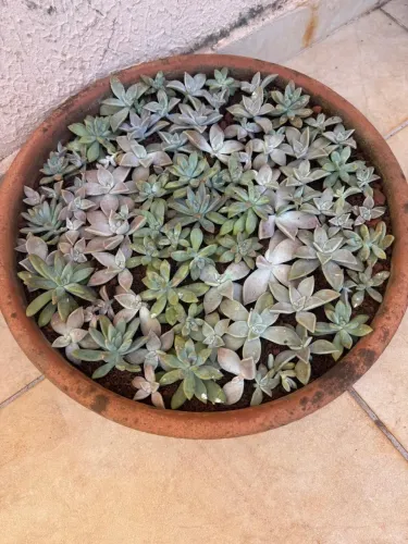 Bacia de suculentas recém plantadas