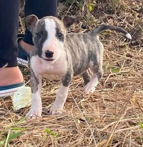 Bull terrier fêmea com 2 meses 15 dias