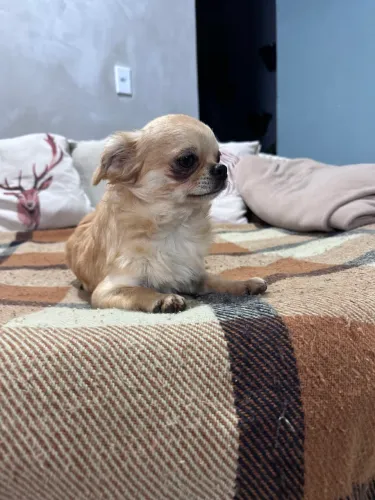 Chihuahua macho pelagem longa