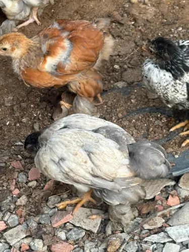 Pintinhos de Brahma