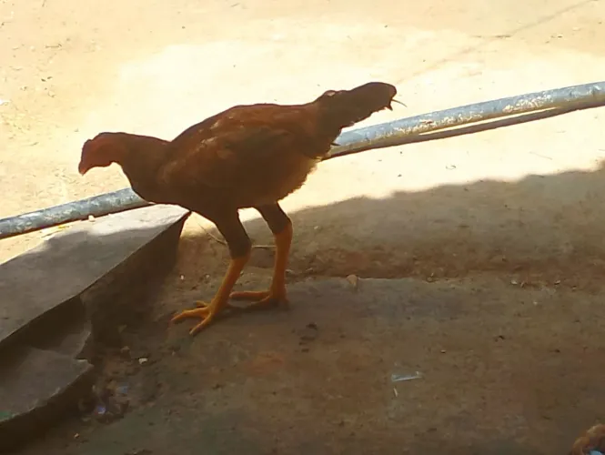 Vende se galinha caipira 100 reais