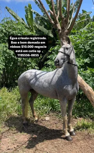 Vendo Egua Crioula 6.000