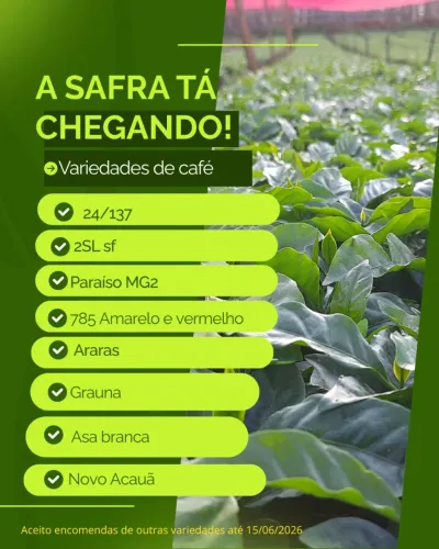 Mudas de café 