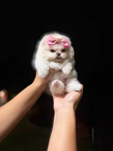 Lulu da pomerania anão e ursinho 