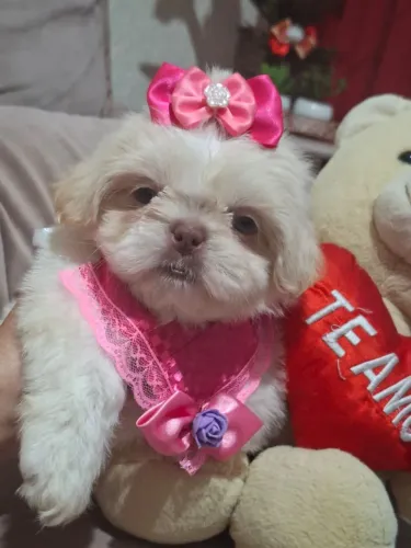 SHIHTZU FÊMEA BRANCA E AREIA DOS OLHOS CLAROS, PRIMEIRO QUE VE LEVA 