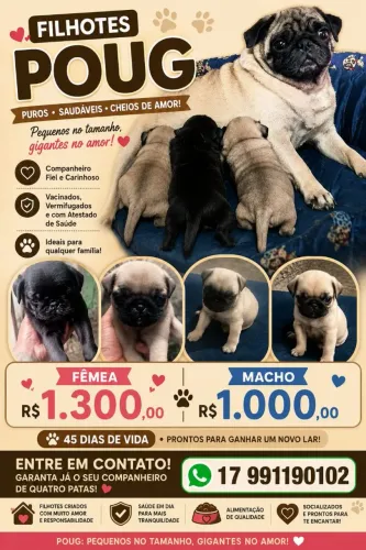 Cachorro pag a venda 