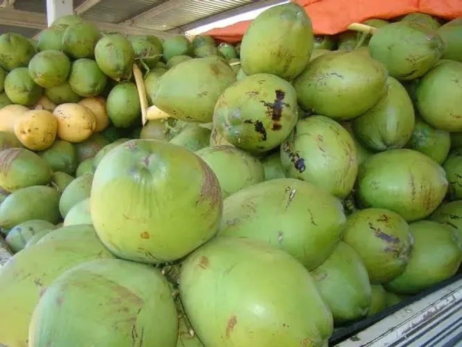 Coco verde e coco seco