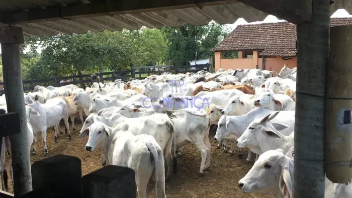 Fazenda à venda, Banqueiros, Araruama, RJ