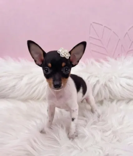 Pinscher Fêmea Muito Fofa