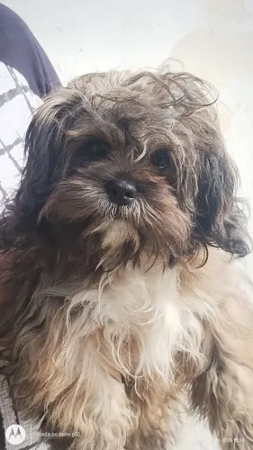 shitzu pipoca lindo e muito dócil muito fofo só hoje $600!