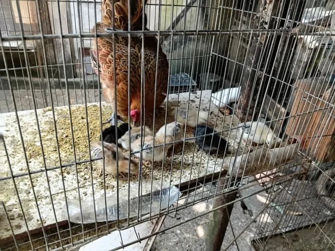 Vendo, galinha garnise galo e pintos