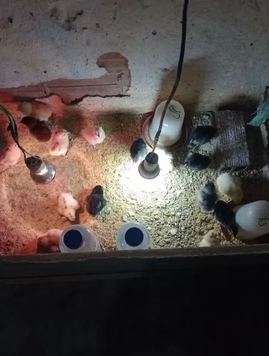 Pinto caipira
