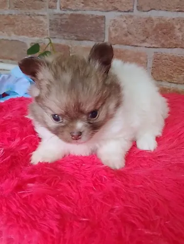 Filhote macho de chihuahua