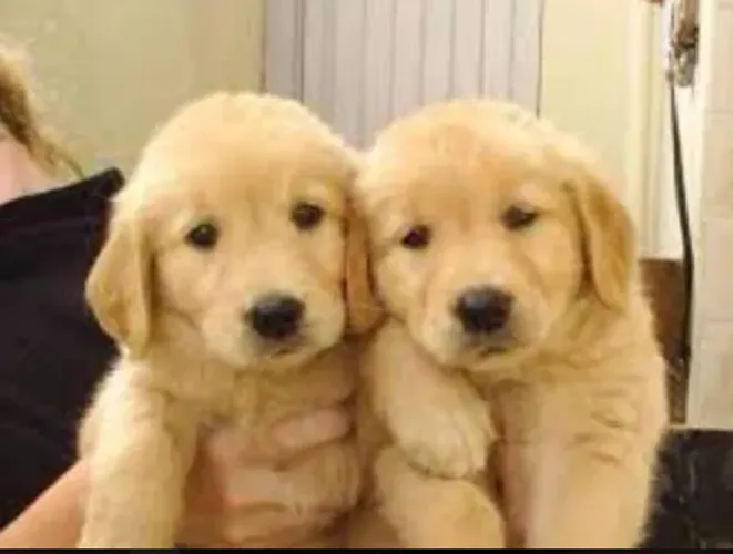 Filhote de Golden Retriever