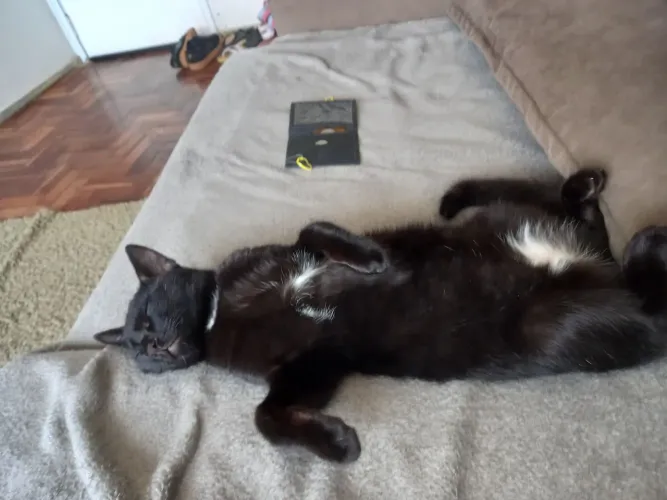 Doa-se um gatinho muito fofo dócil amável