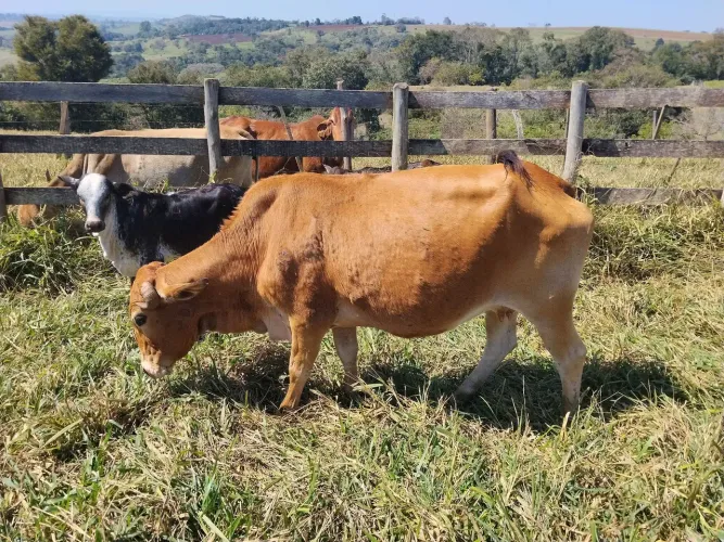 Vacas Girolando-  Itapetininga - SP