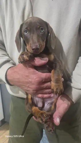 Vendo lindo filhote - Dachshund/Linguicinha
