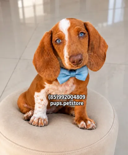 Dachshund(salsichinha) piebald macho PERFEITO