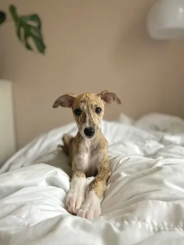 Whippet