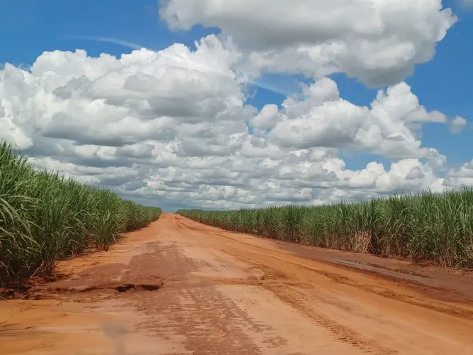 Fazenda 274 Alqueires 230 Alqueires em Cana Topografia Plana a Semi Plana Solo Mista a Ver