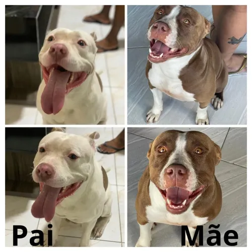 Filhotes de PitBull
