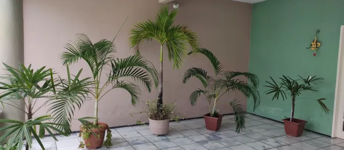 Planta Palmeira Imperial, Salão,Ráfis..