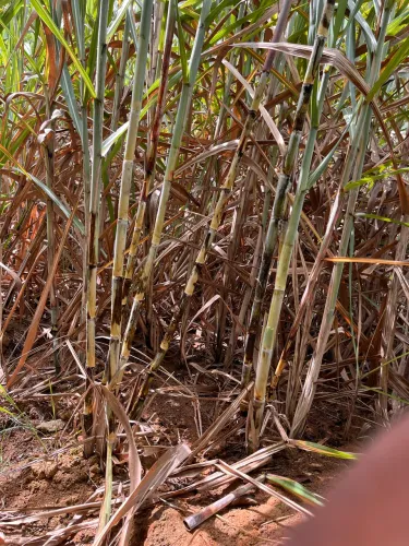 CANA DE AÇÚCAR PARA GARAPA OU PLANTIO VARIEDADE 8008