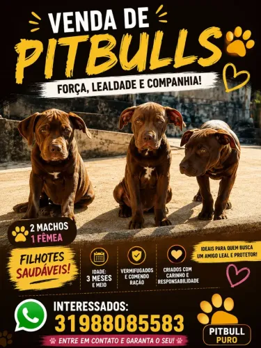 Três filhotes disponíveis para venda,2 machos e uma fêmea!