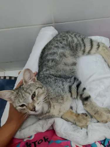 Gata de 5 meses castrada para adoção responsável