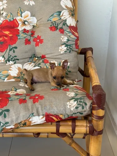 Pinscher macho zero