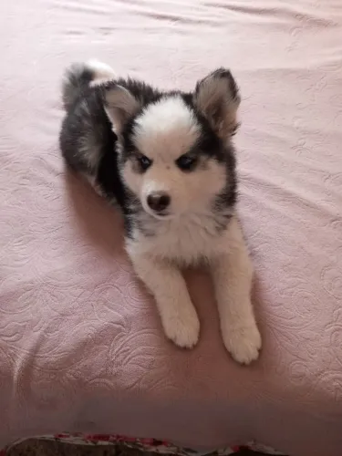 Husky Siberiano