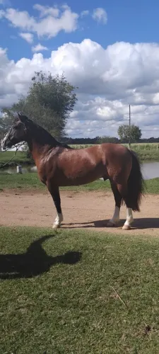 Cavalo