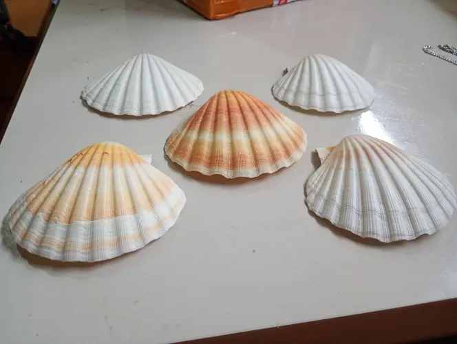 Concha marinha, Artesanato e decoração 