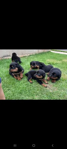 Vende filhotes de Rottweiler