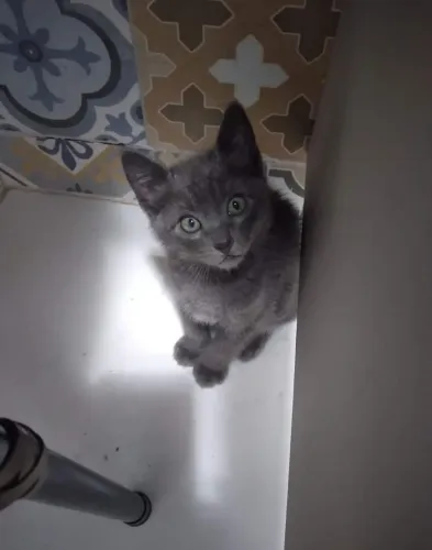 Gatinho Russian Blue ou Azul Russo 60 dias Macho Lindíssimo