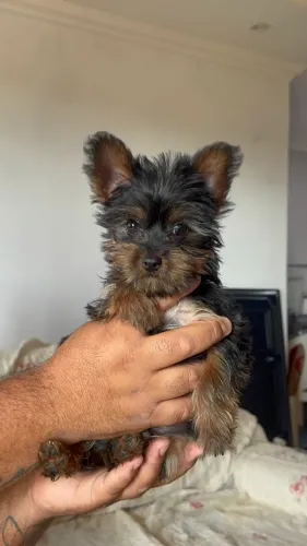 Yorkshire macho 3meses