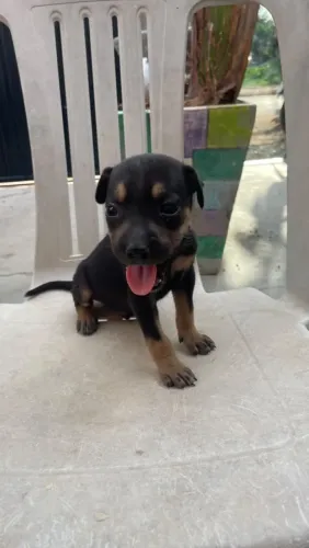 Doação de cachorrinhos