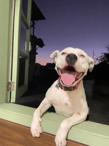 Doação - Pitbull fêmea 3 anos