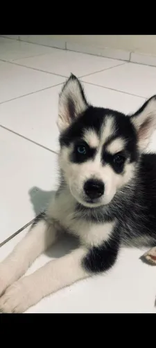 Vendo cachorra fêmea
