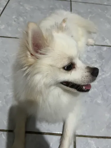 Lulu da pomerania - procura namorada