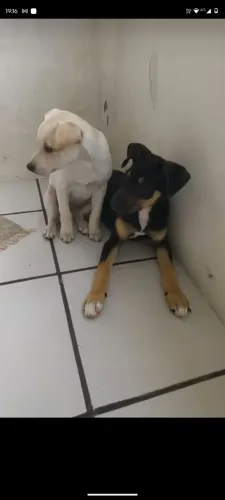 Cachorro branco