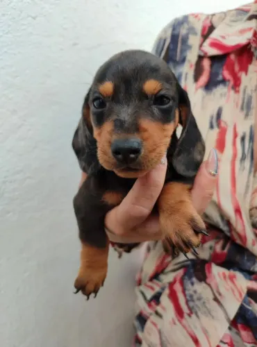 Últimos filhotes de Dachshund - reserve já
