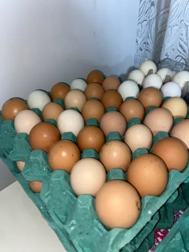 Vendo ovos caipira e de codorna 