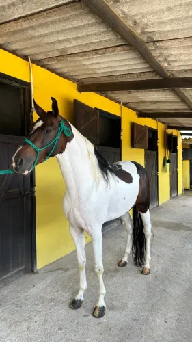 Cavalo Pampa 4 Anos de Idade (Totalmente Manso)