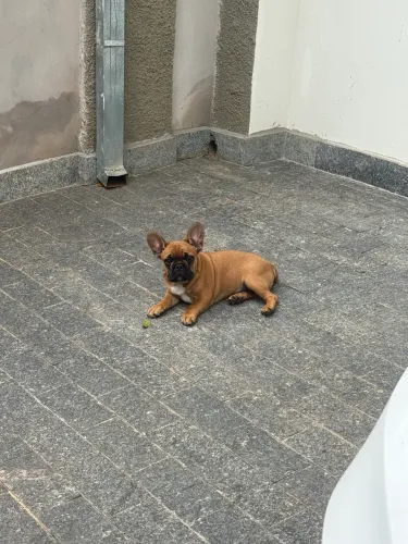 Bulldog Francês